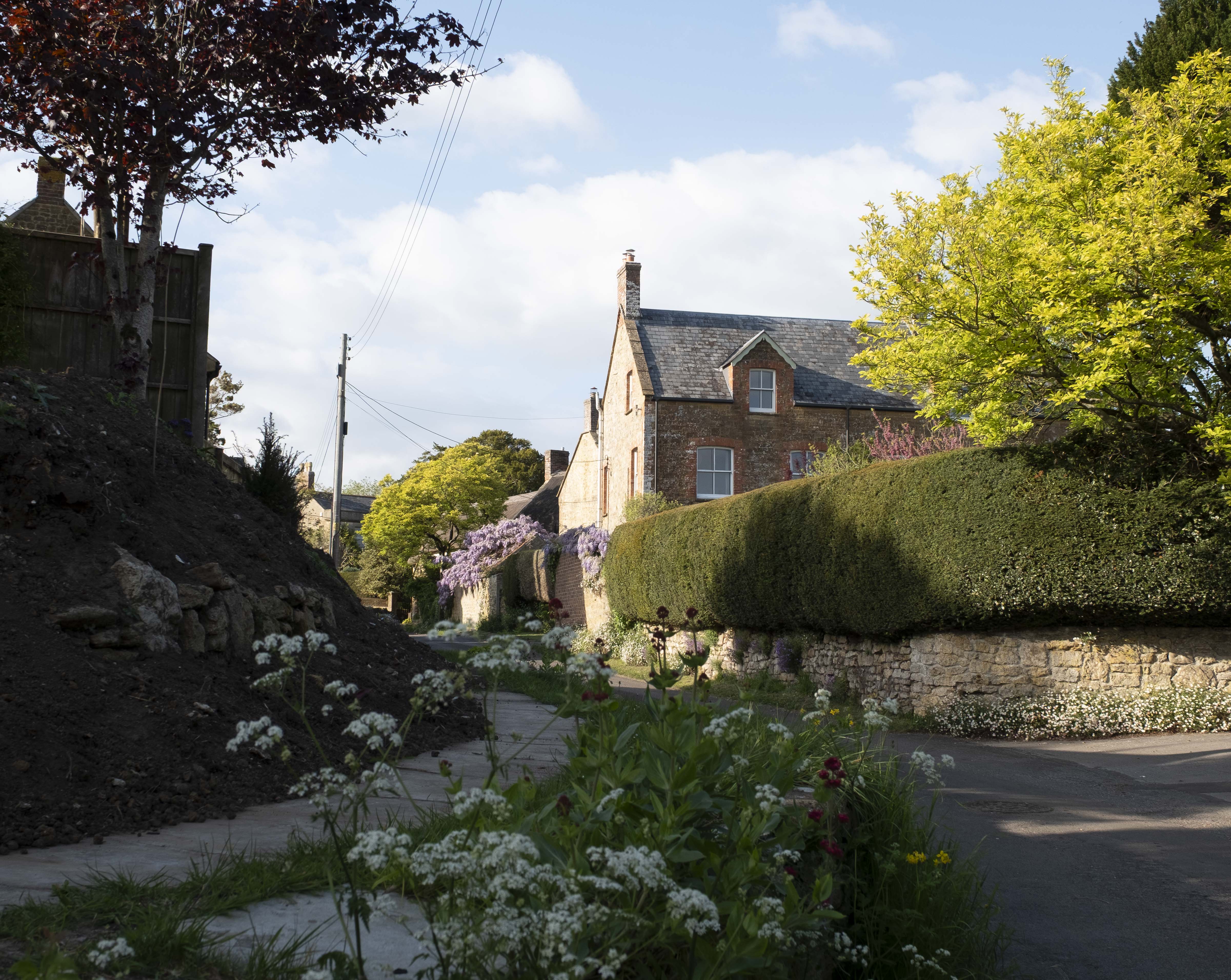 Houses and plant with white flowers